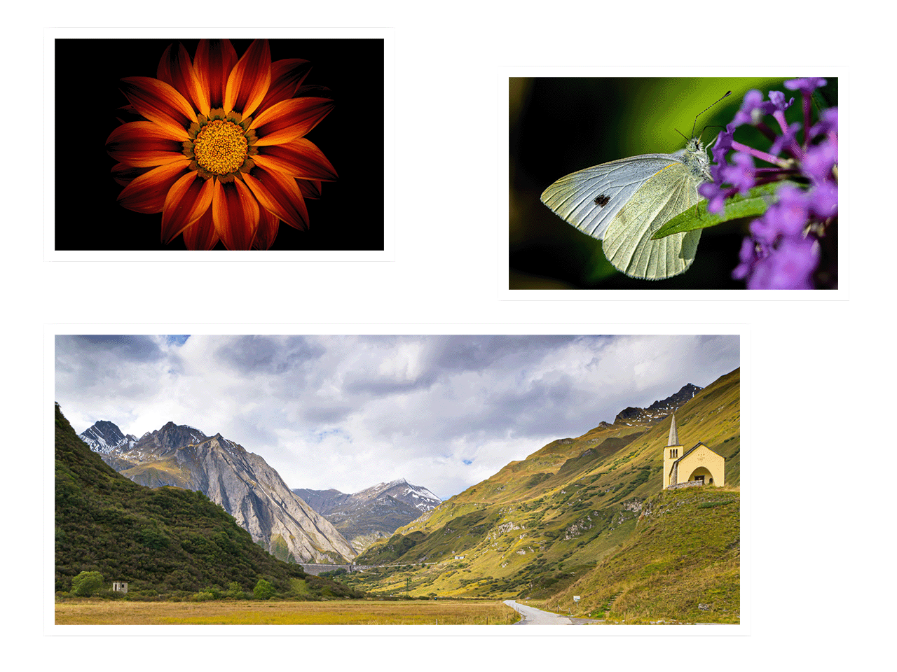 Photographs of a close-up flower, close-up butterfly and mountainous landscape